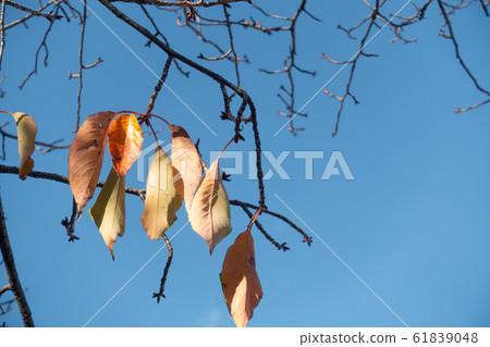 Dead leaves Dead leaves 61839048