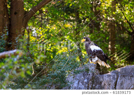 Tama Zoo Park Steller's Sea Eagle 61839173