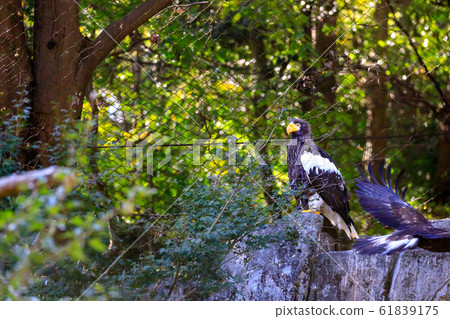 Tama Zoo Park Steller's Sea Eagle Tama Zoo Park Steller's Sea Eagle 61839175