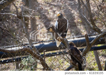 多摩動物園公園Steller's Sea Eagle 61839195