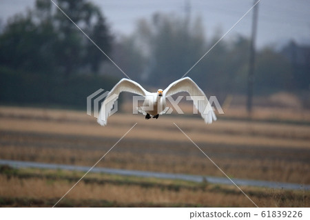Jumping swan 61839226