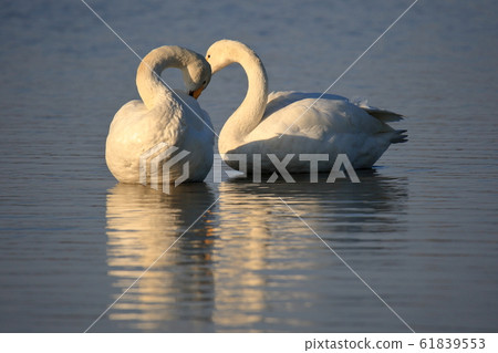 擁抱天鵝 擁抱天鵝 61839553