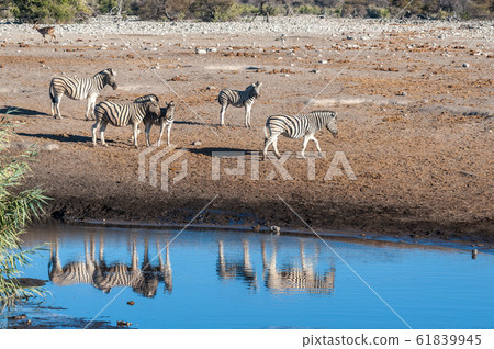 Giraffes an Impalas near a waterhole Giraffes an Impalas near a waterhole 61839945