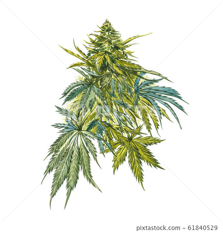 CBD oil hemp products. Watercolor illustration on white background. Good for cosmetics, medicine, treating, aromatherapy, nursing, package design. Set of drawing floral elements, watercolor botanical CBD oil hemp products. Watercolor illustration on white background. Good for cosmetics, medicine, treating, aromatherapy, nursing, package design. Set of drawing floral elements, watercolor botanical 61840529