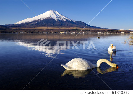Swans and Mt. Fuji Swans and Mt. Fuji 61840832
