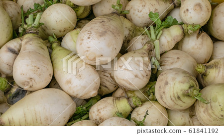The close up of Fresh Taiwan White Radish Daikon at street market in Taipei, Taiwan. The close up of Fresh Taiwan White Radish Daikon at street market in Taipei, Taiwan. 61841192