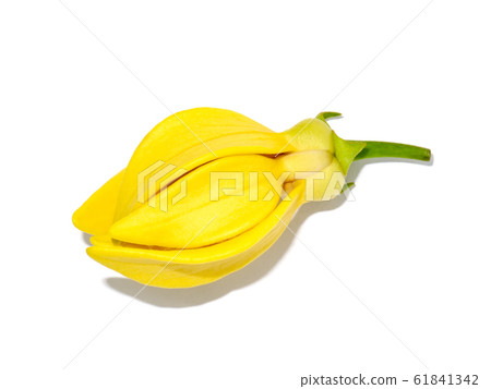 fragrant flowers of climbing  on white background. 61841342