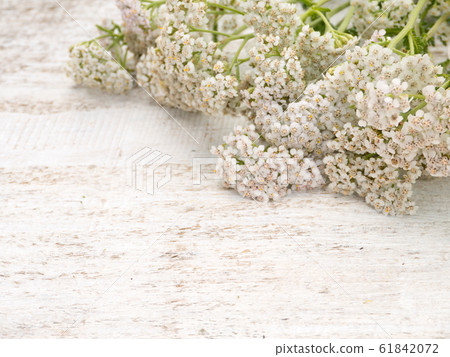 Milfoil flowers heap 61842072