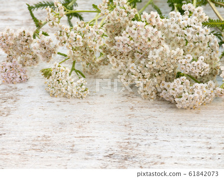 Achillea millefolium flowers heap 61842073
