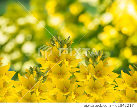 Yellow loosestrife on the blurred background Yellow loosestrife on the blurred background 61842217