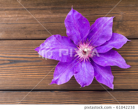 Violet clematis flower on the wooden planks Violet clematis flower on the wooden planks 61842238