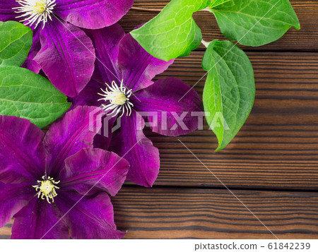 Three purple clematis flowers on the wooden planks 61842239