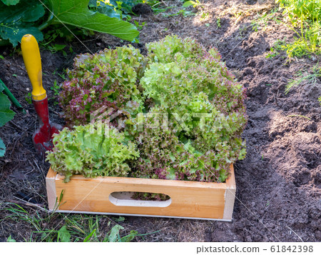 Harvesting Lollo rosso lettuce salad in the Harvesting Lollo rosso lettuce salad in the 61842398