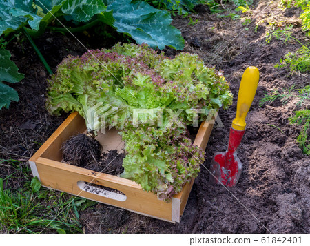 Purple lettuce salad heads in the wooden box 61842401