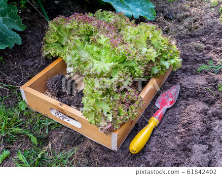 Lollo Rosso coral lettuce salad in the wooden box Lollo Rosso coral lettuce salad in the wooden box 61842402