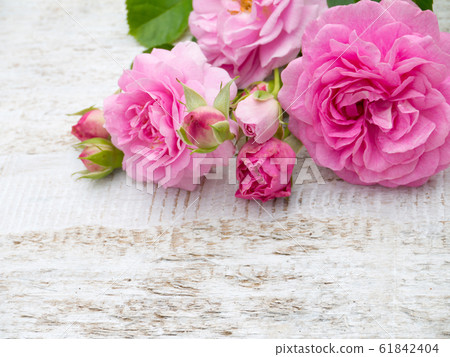 Antique roses on the white rustic background Antique roses on the white rustic background 61842404