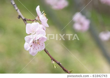 Japanese pink and white cherry sakura blossom 61842743