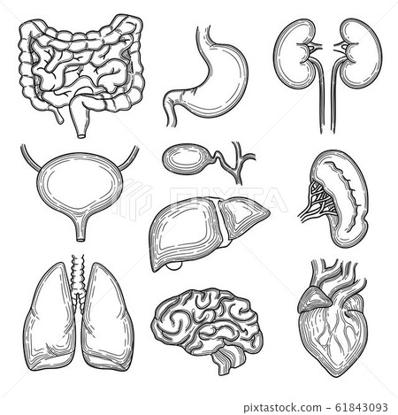 Human organs sketch. Brain kidney heart stomach anatomy body parts vector hand drawn set Human organs sketch. Brain kidney heart stomach anatomy body parts vector hand drawn set 61843093
