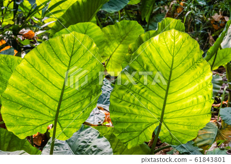 green alocasia odora leaf 61843801