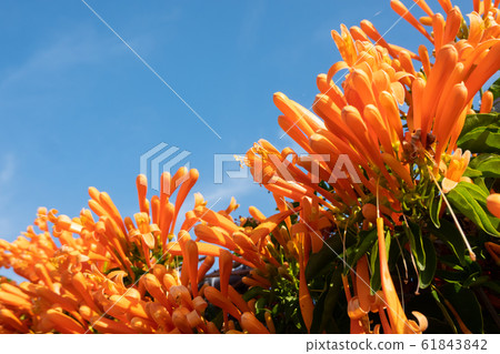 flaming trumpet vine flowers 61843842