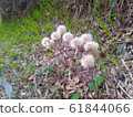 Ishibuki fluff 61844066
