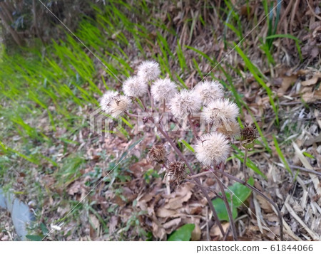 石吹絨毛 61844066