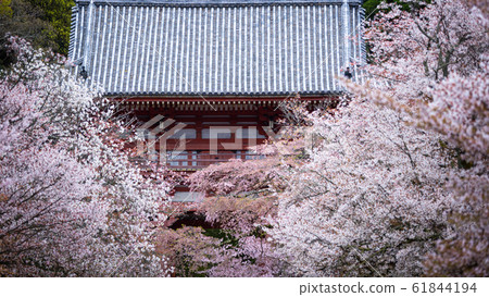 京都府大五櫻 61844194
