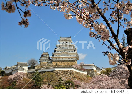 Cherry blossoms at Himeji castle 61844234