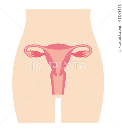 子宮插圖女性 61845458