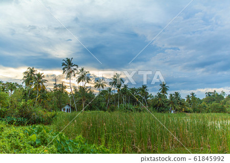 Green field in the jungle of Sri Lanka Green field in the jungle of Sri Lanka 61845992