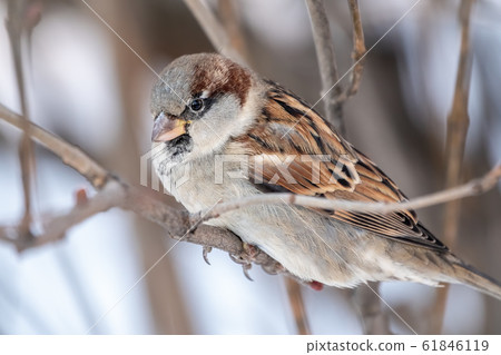 Sparrow sits on a branch without leaves. 61846119