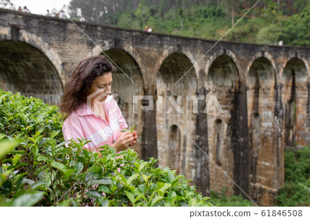 A tourist poses in a tea plantation near the A tourist poses in a tea plantation near the 61846508