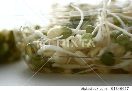 Bean sprouts 61846627