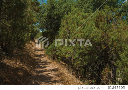 Dirt path in the forest amid bushes and trees at the Monfrague National Park 61847605