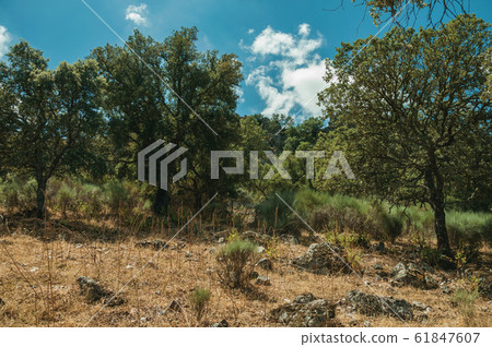 Trees on a rocky hill slope with dry bushes at the Monfrague National Park Trees on a rocky hill slope with dry bushes at the Monfrague National Park 61847607