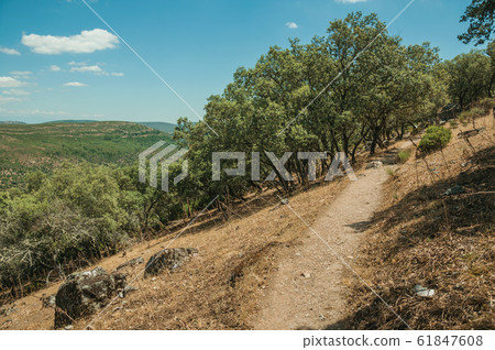 Dirt path through forest glade near the Tagus river at the Monfrague National Park Dirt path through forest glade near the Tagus river at the Monfrague National Park 61847608