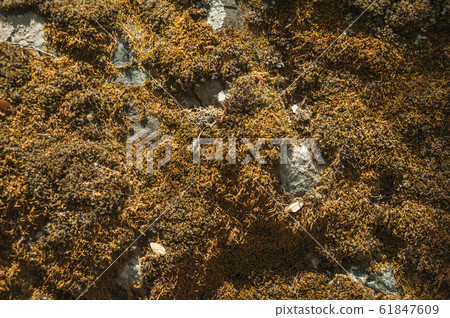 Rock covered by dry moss and lichens Rock covered by dry moss and lichens 61847609