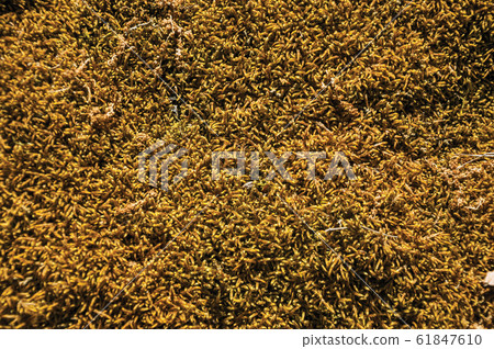 Rock covered by dry moss and lichens Rock covered by dry moss and lichens 61847610