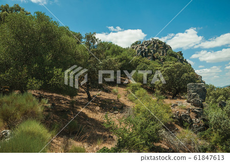 Leafy trees and dry bushes on a rocky hill slope at the Monfrague National Park Leafy trees and dry bushes on a rocky hill slope at the Monfrague National Park 61847613