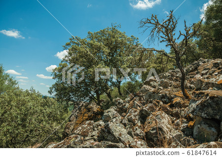 Trees and dry bushes on a rocky hill slope at the Monfrague National Park Trees and dry bushes on a rocky hill slope at the Monfrague National Park 61847614