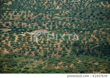 House in the middle of landscape covered by trees at the Monfrague National Park House in the middle of landscape covered by trees at the Monfrague National Park 61847630