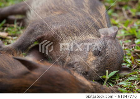 Baby wild boars sleeping on grass Baby wild boars sleeping on grass 61847770