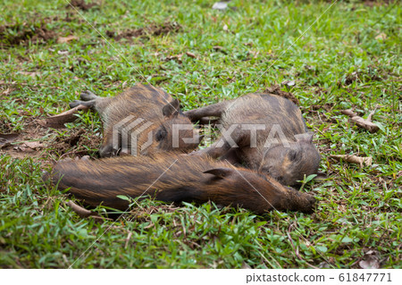Baby wild boars sleeping on grass 61847771