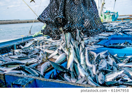 Mackerel landing 1 61847958