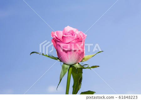 Pink rose flower at blue sky background Pink rose flower at blue sky background 61848223