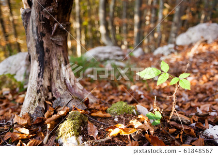 Wild plant leaf close up, autumn background. Wild plant leaf close up, autumn background. 61848567