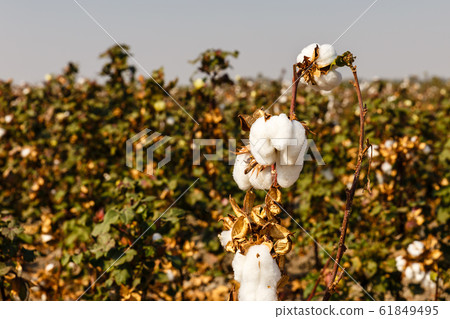 Cotton fields, Branch of ripe cotton Cotton fields, Branch of ripe cotton 61849495