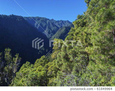 View on beautiful lush lanscape from hiking trail Barranco de la Madera with pine tree forest, ravine, steep green mountains and blue sky. La Palma Island, Canary Islands, Spain View on beautiful lush lanscape from hiking trail Barranco de la Madera with pine tree forest, ravine, steep green mountains and blue sky. La Palma Island, Canary Islands, Spain 61849964