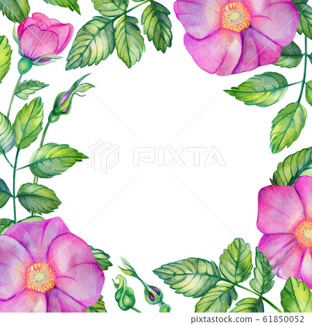 Watercolor square frame with rose hips. Watercolor square frame with rose hips. 61850052