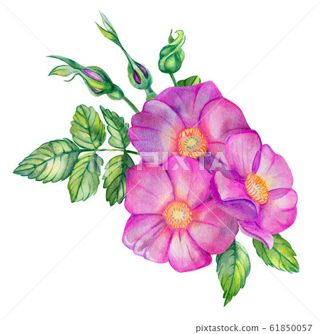 Watercolor bouquet with rose hips. Watercolor bouquet with rose hips. 61850057